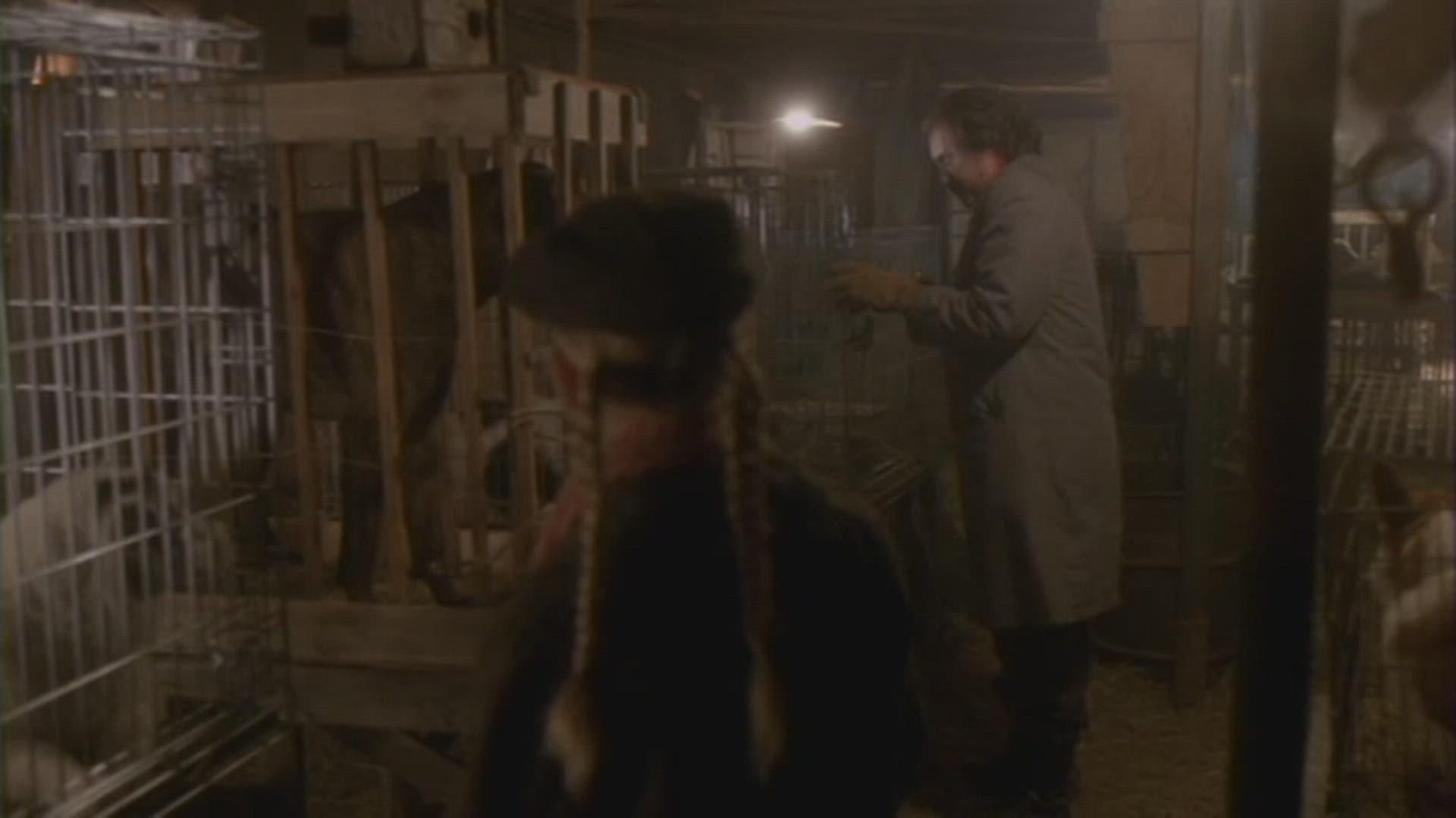 Emma Frees The Dogs.