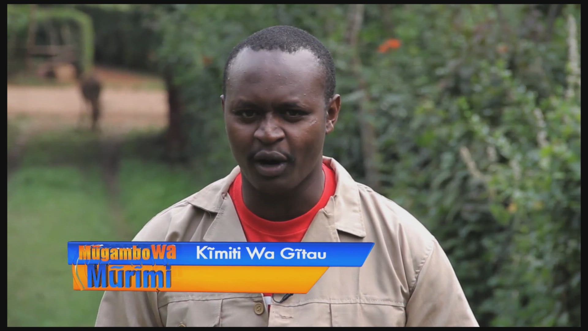 Murimi Wa Ndare Part 1